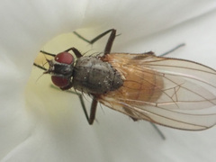Thricops semicinereus