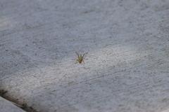 Oecanthus pini