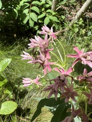 Asclepias rubra