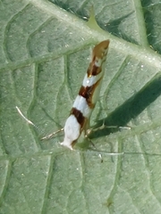 Argyresthia calliphanes