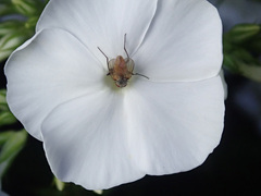 Thricops semicinereus