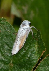 Tretogonia