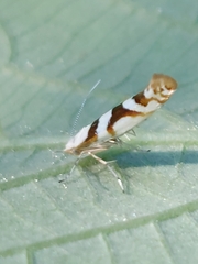 Argyresthia calliphanes