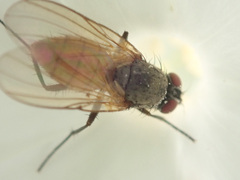 Thricops semicinereus