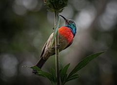 Southern Double-Collared Sunbird photo 4