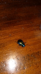 Chrysolina bicolor