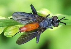 Beskia aelops