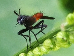 Beskia aelops