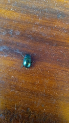 Chrysolina bicolor