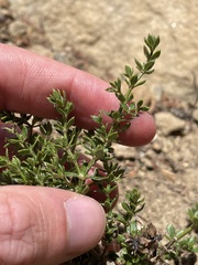 Galium cliftonsmithii