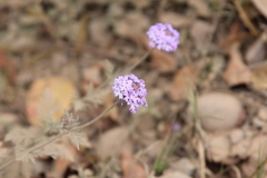 Glandularia venturii