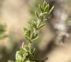 Galium cliftonsmithii