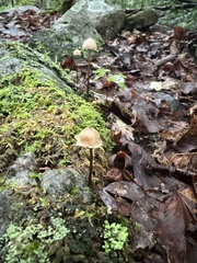 Entoloma conicum