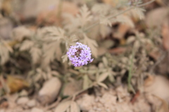 Glandularia venturii