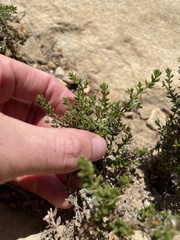 Galium cliftonsmithii