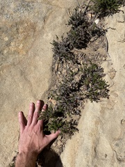 Galium cliftonsmithii