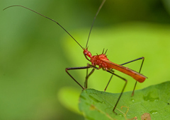 Ricolla quadrispinosa