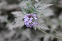 Glandularia venturii