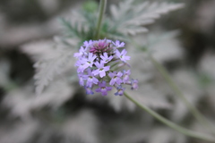 Glandularia venturii