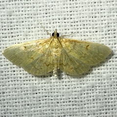 Ecpyrrhorrhoe puralis