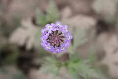 Glandularia venturii