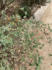 Lonicera hispidula vacillans