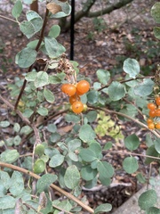 Lonicera hispidula vacillans