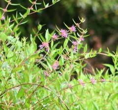 Decodon