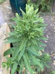 Symphyotrichum novae-angliae