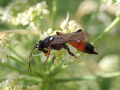 Ichneumon bucculentus