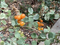 Lonicera hispidula vacillans