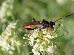 Ichneumon bucculentus