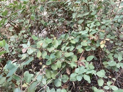 Lonicera hispidula vacillans