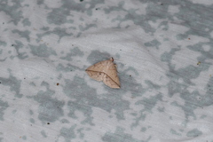 Ugia insuspecta