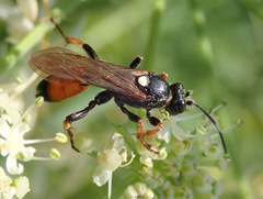 Ichneumon bucculentus