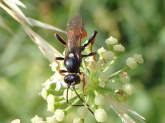 Ichneumon bucculentus