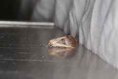 Westermannia superba