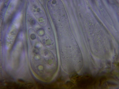 Candelariella aggregata