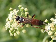 Ichneumon bucculentus