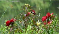 Hibiscus coccineus