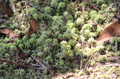 Image of Sphagnum lescurii by (c) Sawyer Baran, some rights reserved (CC BY)