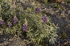 Lupinus obtusilobus