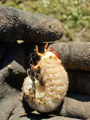 Oryctes nasicornis