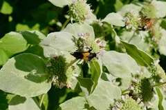 Macrosiagon dimidiata