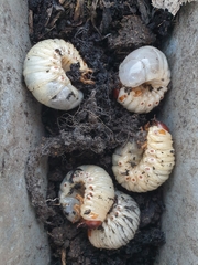 Oryctes nasicornis