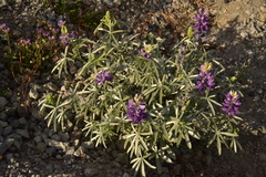 Lupinus obtusilobus