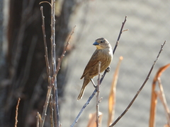 Molothrus bonariensis