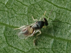 Eulophus