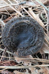 Lepista fibrosissima