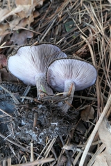 Lepista fibrosissima